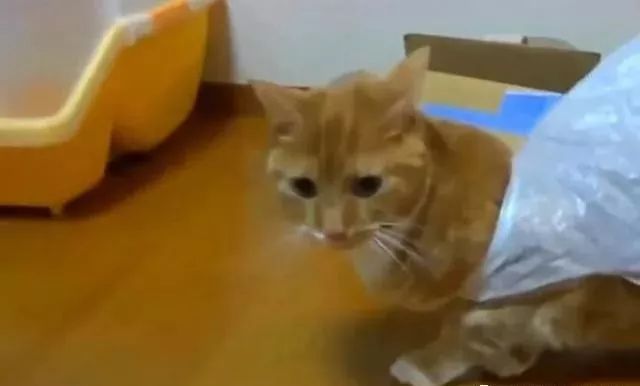 猫咪对塑料袋的吸引力_猫咪为什么喜欢钻进购物袋_猫咪喜欢钻塑料袋子原因