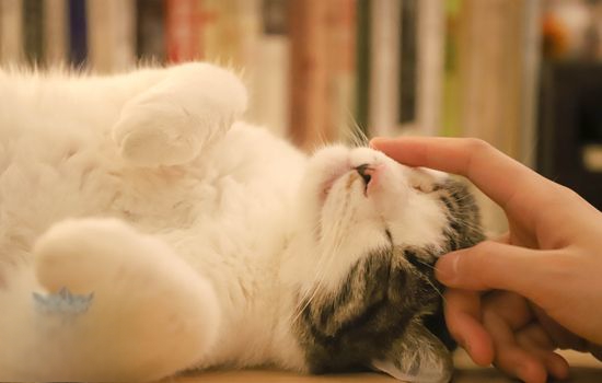 猫咪肥胖危害大！科学减肥指南_低能量猫粮减肥食谱_猫咪减肥进食计划