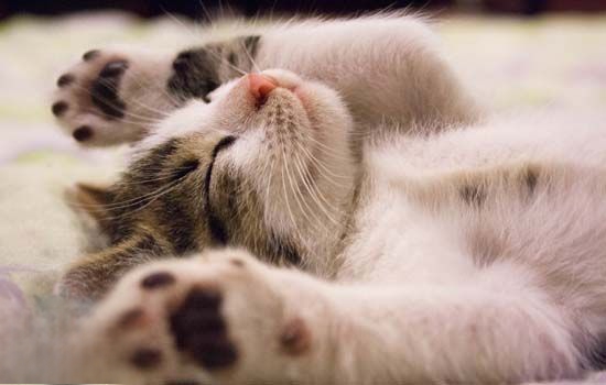 猫咪肥胖危害大！科学减肥指南_低能量猫粮减肥食谱_猫咪减肥进食计划