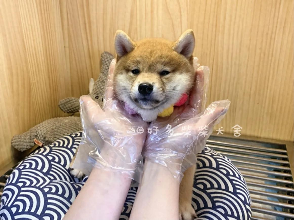 狗狗腹泻原因及处理_柴犬居家常见疾病_狗狗尾巴皮炎溃烂？细菌和真菌感染