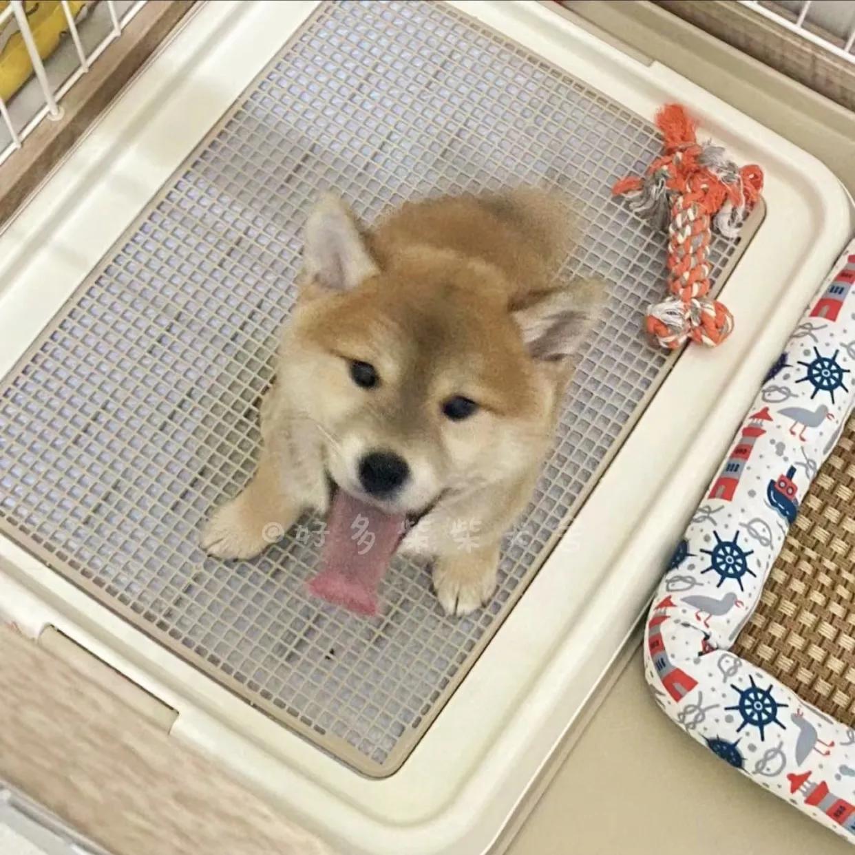 柴犬居家常见疾病_狗狗腹泻原因及处理_狗狗尾巴皮炎溃烂？细菌和真菌感染