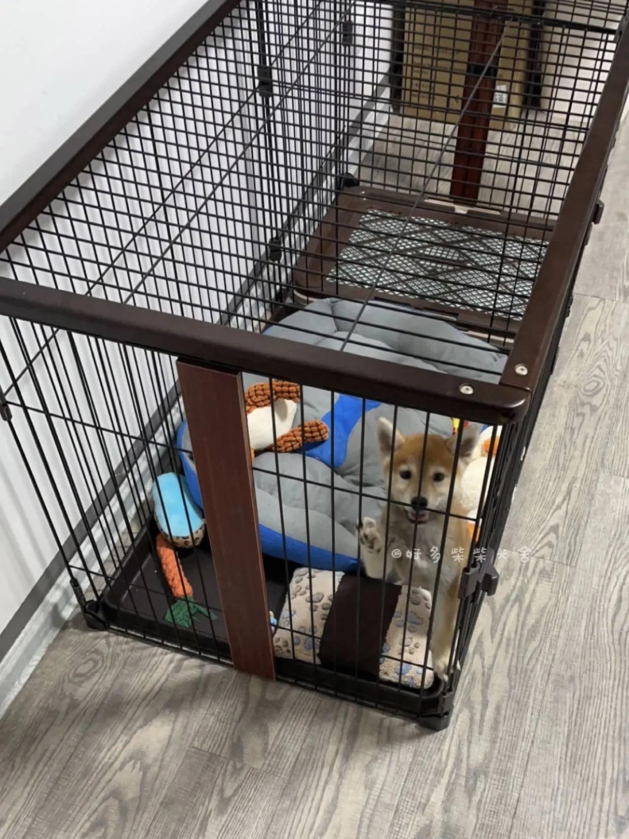 柴犬居家常见疾病_狗狗尾巴皮炎溃烂？细菌和真菌感染_狗狗腹泻原因及处理