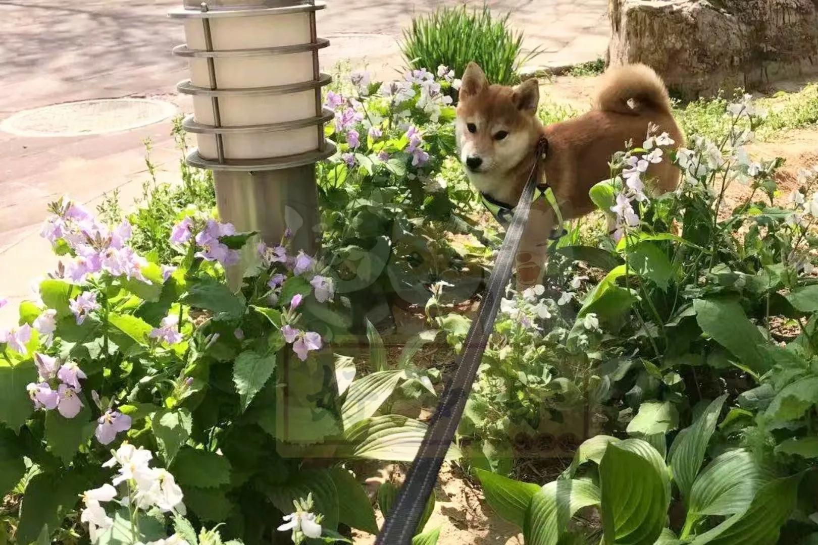柴犬居家常见疾病_狗狗尾巴皮炎溃烂？细菌和真菌感染_狗狗腹泻原因及处理