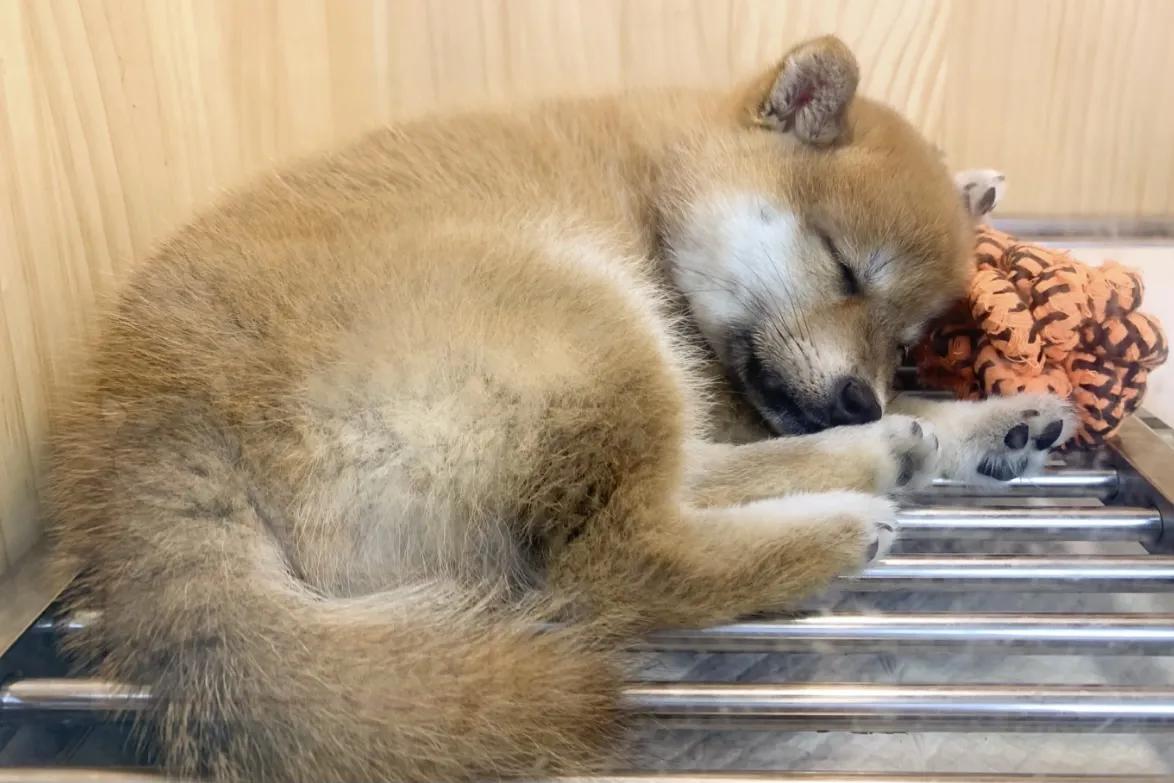狗狗腹泻原因及处理_狗狗尾巴皮炎溃烂？细菌和真菌感染_柴犬居家常见疾病