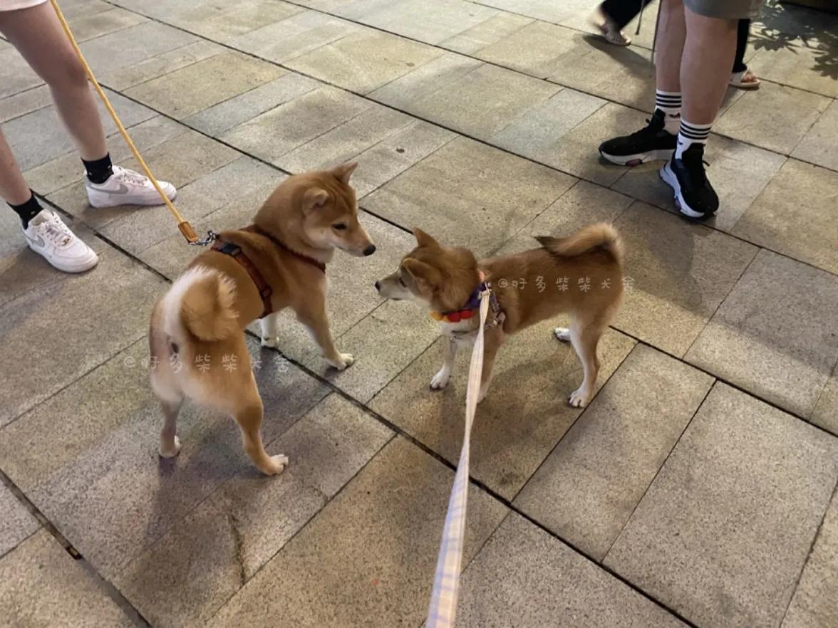狗狗尾巴皮炎溃烂？细菌和真菌感染_柴犬居家常见疾病_狗狗腹泻原因及处理