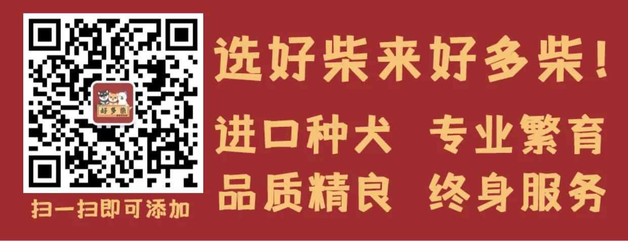 狗狗腹泻原因及处理_柴犬居家常见疾病_狗狗尾巴皮炎溃烂？细菌和真菌感染