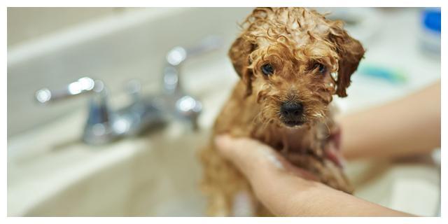 幼犬洗澡容易生病?别怕,准备充足洗得正常,狗狗就不容易生病-派特超人-宠物