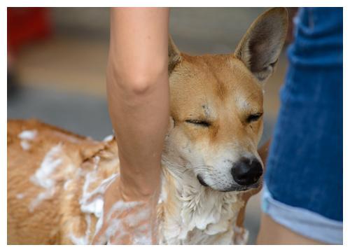 幼犬洗澡容易生病？别怕，准备充足洗得正常，狗狗就不容易生病