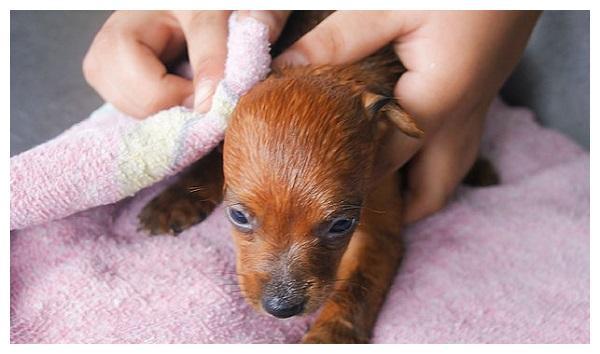 幼犬洗澡容易生病？别怕，准备充足洗得正常，狗狗就不容易生病