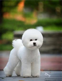 要正确开展幼犬的美容工作-派特超人-宠物