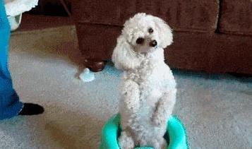 贵宾犬毛发脏兮兮?学会这3招,狗狗秒变小明星!-派特超人-宠物