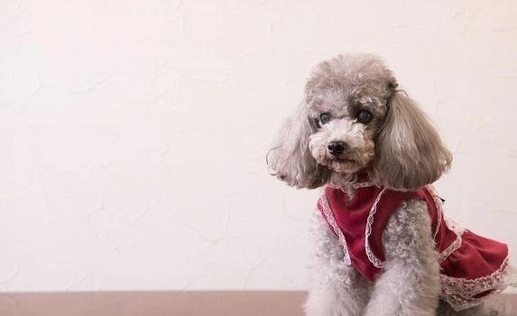 狗狗专业造型的保持技巧_贵宾犬耳朵清洁方法_贵宾犬毛发护理