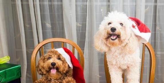 贵宾犬毛发护理_狗狗专业造型的保持技巧_贵宾犬耳朵清洁方法