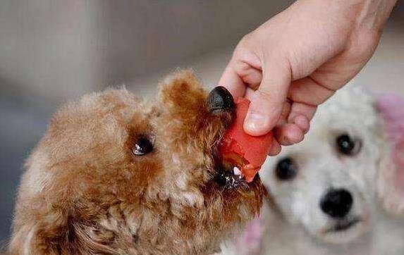 贵宾犬毛发护理_狗狗专业造型的保持技巧_贵宾犬耳朵清洁方法