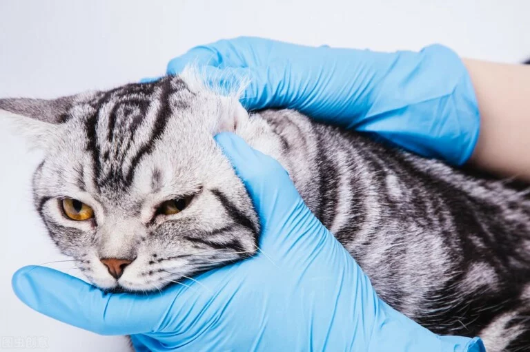 小猫为什么会得耳螨?耳螨的感染途径与处理办法-派特超人-宠物