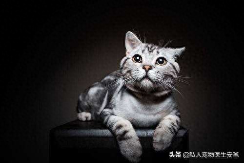 安爸告诉您猫咪是万能血型吗?-派特超人-宠物