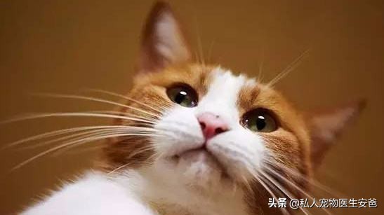 猫咪血型种类_猫血型交叉配型_猫咪输血不良反应