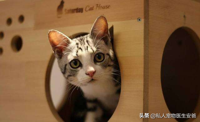 猫咪血型种类_猫血型交叉配型_猫咪输血不良反应