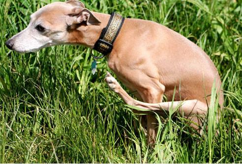 犬心保驱虫效果_狗狗喜欢蹭屁股？肛门腺堵塞的清理_狗狗驱虫药推荐