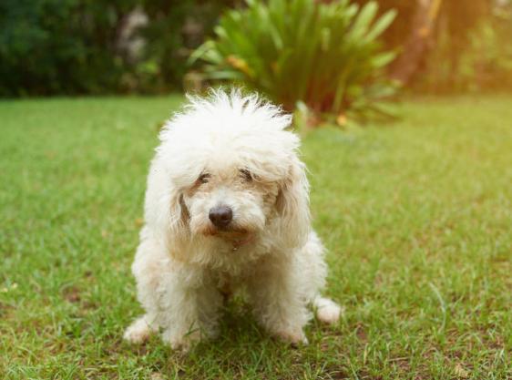 犬心保驱虫效果_狗狗喜欢蹭屁股？肛门腺堵塞的清理_狗狗驱虫药推荐