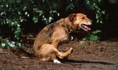 犬心保驱虫效果_狗狗驱虫药推荐_狗狗喜欢蹭屁股？肛门腺堵塞的清理