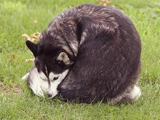 犬心保驱虫效果_狗狗驱虫药推荐_狗狗喜欢蹭屁股？肛门腺堵塞的清理