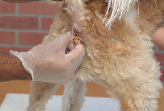 犬心保驱虫效果_狗狗驱虫药推荐_狗狗喜欢蹭屁股？肛门腺堵塞的清理
