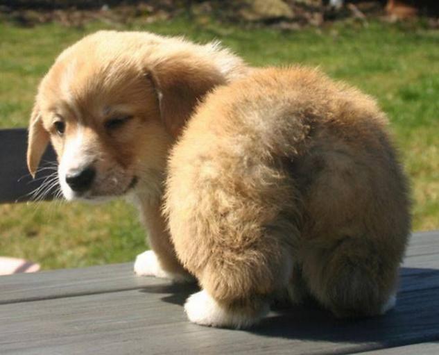 犬心保驱虫效果_狗狗喜欢蹭屁股？肛门腺堵塞的清理_狗狗驱虫药推荐