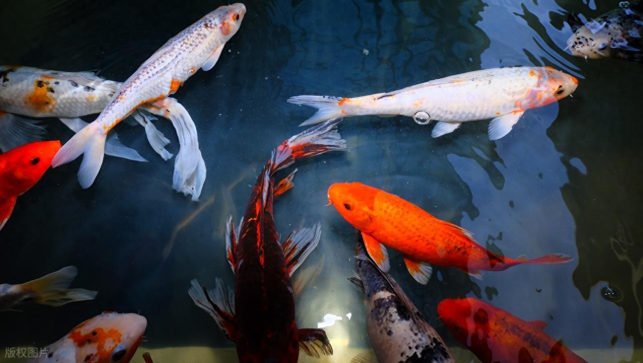 鱼翻肚别放弃!3 步救活假死鱼的实操指南-派特超人-宠物