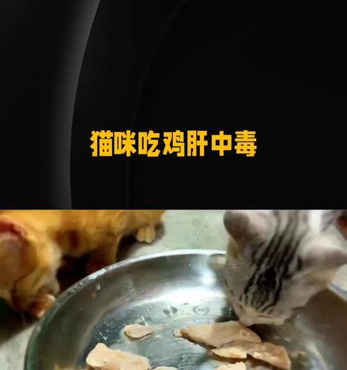 猫咪吃鸡肝死亡有哪些征兆?