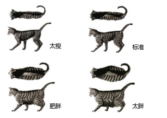 猫咪肥胖危害大！科学减肥指南_猫咪肥胖危害_猫咪肥胖检测方法