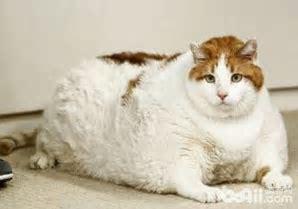 猫咪肥胖危害大！科学减肥指南_猫咪肥胖检测方法_猫咪肥胖危害