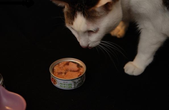猫咪肥胖危害_猫咪肥胖危害大！科学减肥指南_猫咪肥胖检测方法