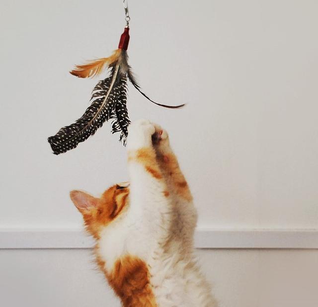 猫咪肥胖危害大！科学减肥指南_猫咪肥胖检测方法_猫咪肥胖危害