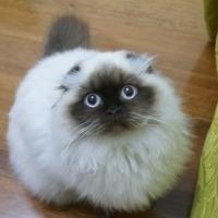猫咪肥胖危害_猫咪肥胖检测方法_猫咪肥胖危害大！科学减肥指南