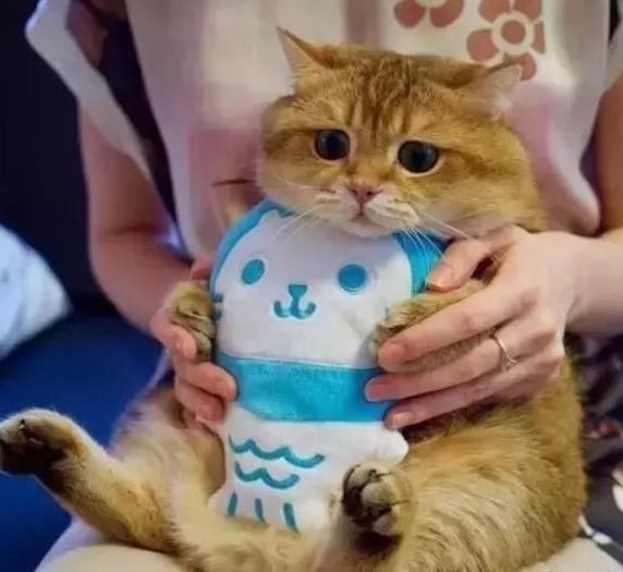 猫咪肥胖检测方法_猫咪肥胖危害_猫咪肥胖危害大！科学减肥指南