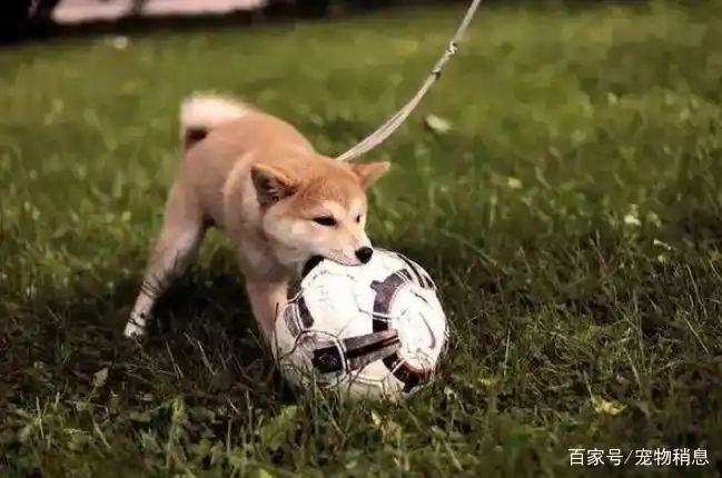 到底该怎么奖励狗狗?学会这5个奖励,可以让狗狗变得特别开心-派特超人-宠物