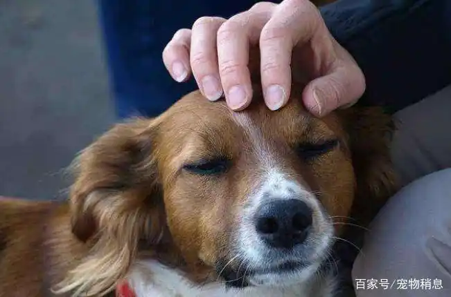 狗狗奖励抚摸技巧_第一次养狗奖励方法_幼犬梳毛时的奖励方式