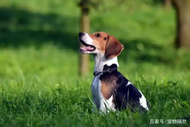 第一次养狗奖励方法_幼犬梳毛时的奖励方式_狗狗奖励抚摸技巧