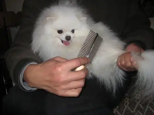 经常给狗狗梳毛“好处多多”,整篇干货,建议收藏-派特超人-宠物