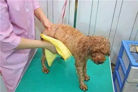 正确给狗狗梳毛方法_幼犬梳毛时的奖励方式_狗狗梳毛好处
