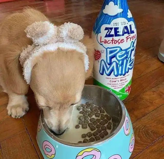 幼犬梳毛时的奖励方式_正确给狗狗梳毛方法_狗狗梳毛好处