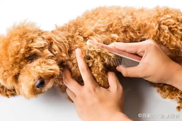 正确给狗狗梳毛方法_狗狗梳毛好处_幼犬梳毛时的奖励方式