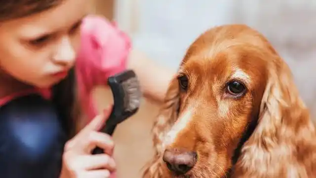 幼犬梳毛时的奖励方式_正确给狗狗梳毛方法_狗狗梳毛好处