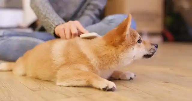 幼犬梳毛时的奖励方式_正确给狗狗梳毛方法_狗狗梳毛好处