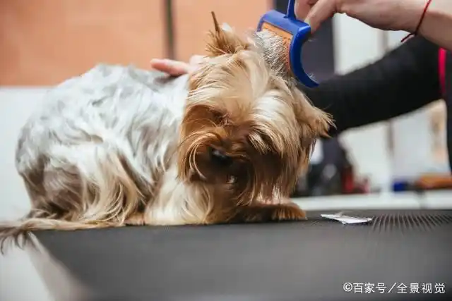 正确给狗狗梳毛方法_幼犬梳毛时的奖励方式_狗狗梳毛好处