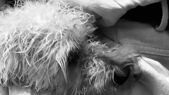 幼犬梳毛时的奖励方式_狗狗梳毛好处_正确给狗狗梳毛方法