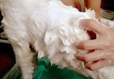 狗狗梳毛好处_幼犬梳毛时的奖励方式_正确给狗狗梳毛方法