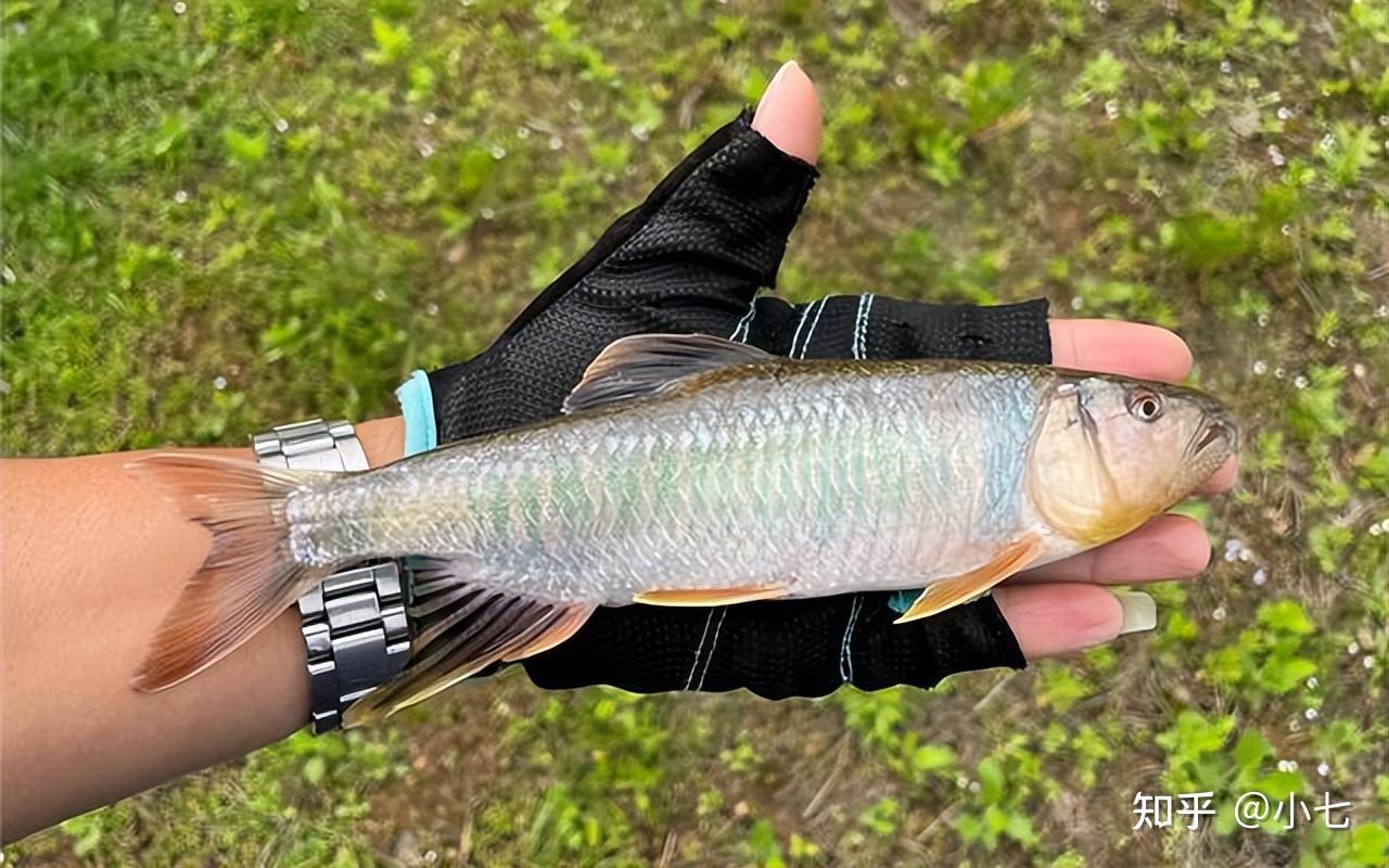 好钓又好吃的马口鱼,人称“鱼中极品”,如今很少见了,为什么?-派特超人-宠物