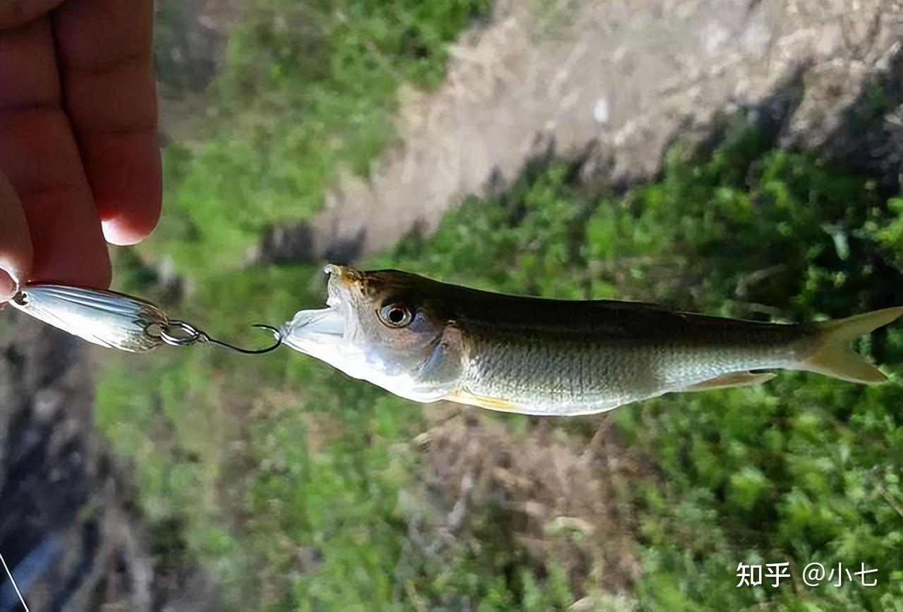 马口鱼营养价值_鱼鳃寄生虫的鉴别技巧_马口鱼钓鱼技巧